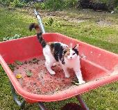 Gracie seemingly vanished from our rural hamlet of Virginstow, Devon on Monday 1