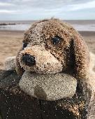 I found a lonely puppy washed up between Mappleton and Hornsea. He’s been washed