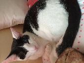 Bandit went missing on 31st October and im very concerned of his safety. He is m