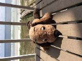 I lost my very well loved stuffed doggy Digger. He is 44 years young I am heartb