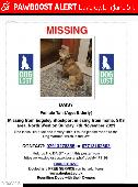 !!MISSING!! Daisy 14 year old mixed breed dog last seen in the edgely SK3 area l