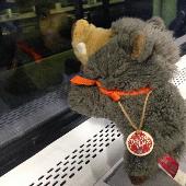We lost our beloved boar we realized when at home and we don’t know if we lose i