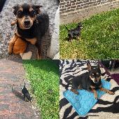 Jimmy is a pincher miniature, very often confused with a chihuahua, black with b