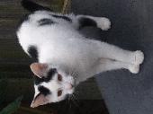 Its a white cat with black patches, kitten like so quite young, friendly, follow
