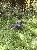 He was last seen in the morning after his meal, near the area of st stephens pri
