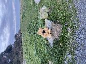 Found this bear at Les Petils carpark at Bordeaux at around 4:00 pm on NYE. He h