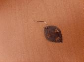 lost: stainless steel leaf earring. It was designed by a friend