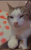 He is a white tabby cat with a funny meow 11 years old with no collar he took it