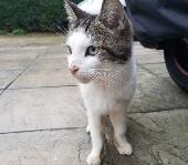 This is mohan belongs to a loving family 11 years old with a crazy meow … miss h