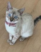 White Snow Lynx BENGAL kitten missing. Big Blue eyes and pink collar. White spot