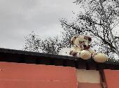 Found a rose patterned white teddy bear sitting in the rain.