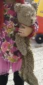 I have had Alex bear my whole life. I packed my house in June and was moving aro