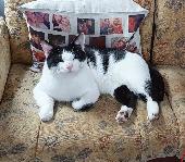 Potato has been missing for a few days now and we are worried sick about him, pl