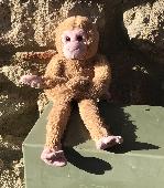 Light brown monkey with pink face and paws