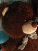lost teddy bear