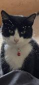 Denzil is an extremely friendly black & white domestic cat whom went missing fro