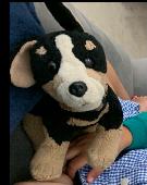My 4 year old daughter Fleur has lost her beloved "Benji" - a cuddly teddy puppy