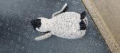 This penguin is on the slide in pole hill park playground. Hope he makes his way