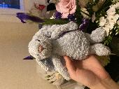 I found this slightly bedraggled looking Jellycat bunny feeling a bit sorry for