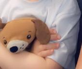 My little boy has lost his dog hand puppet. We think on the transfer coach from 