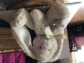 Cute white bunny found yesterday, must have just been left, perfectly dry, on a 