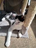 Black and white cat white v on face