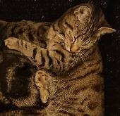 Almost 3 year old male tabby with dark stripes against lighter brown coat (Benga