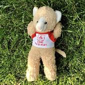 Lost teddy bearcat, sandy color, white nuzzle, pink nose, white & red State Farm