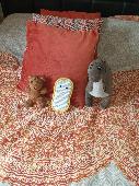 Hi folks! I lost my Teddy bear whilst holidaying in icmeler, Turkey! I'm 34 and