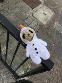 Meerkat in Olaf costume left on right side of road entrance to Merchant Gate car