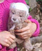 Lion cub with bandage on head lost in clovelly village devon