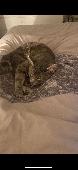 Simba has been missing for 11 days, from the time Eccleshill Bradford area, in t
