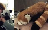 2 pandas 1 very well loved and worn black and white IKEA panda and one red panda