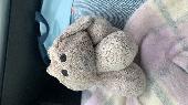 He is called pig and is a faded pink dog. He is missing quite a bit of stuffing 