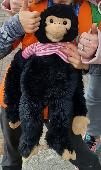 Monkey is a beloved toy of my daughter, unfortunately it fell out of our car dur