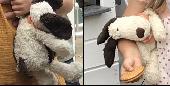 @lostteddybear LOST today in #London somewhere between #Paddington & #SaintPancr
