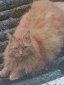 Ginseng went missing at 22:30 on 12 July 2022 he is a long haired ginger cat wit