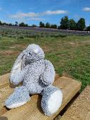 Lost soft cuddly bunny somewhere in war memorial park. This was a replacement fo