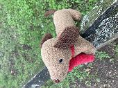 Found a dog teddy near Kew retail park 