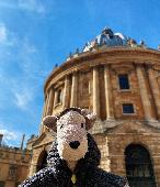 Lost my schnauzer stuffed toy (pictured) in Oxford near the Covered Market / Glo