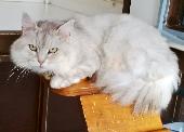 POLAR has Tabby Markings on his Head & Legs, White/Grey Fur, Longhaired, Big Bus
