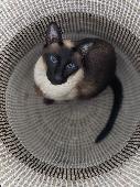 Seal Point Siamese - female called Sylvia