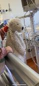 Dearly missed: white / off-white polar bear (brand: jellycat). We saw him last i