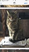 My cat Pringles disappeared 13/10/22. Completely out of character. Location Brad