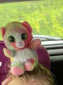 "Poppy" A well-loved ty rainbow cuddly toy cat left in 4 Maple Park on Mon 26th