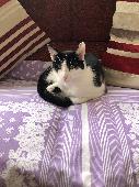 Our cat, Nelson went missing on 12/10/22. Out of character for him not to come h