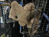 This teddy was found on the ground of the Walmart parking lot in Burbank, Califo