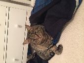 Male Tabby 8 year old neutered microchipped cat. Last saw 6pm when he went outsi