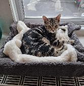 Small, slight (2.5kg when last seen), micro-chipped, spayed, friendly, vocal, fe