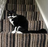 Koda is a male moggy cat. He is microchipped & neutered. He wears a green collar